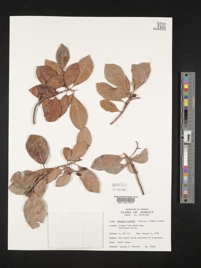 Bursera lunanii image