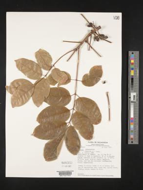 Bursera simaruba image