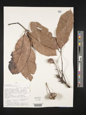 Protium nodulosum image