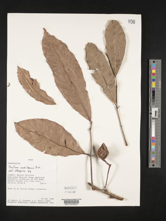 Protium nodulosum image