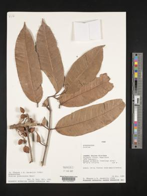 Protium glabrescens image