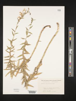 Lobelia sessilifolia image