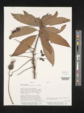 Centropogon brittonianus image