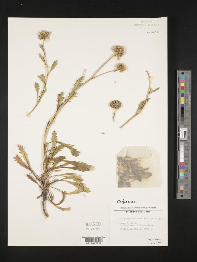 Calycera balsamitifolia image
