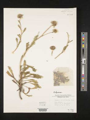 Image of Calycera balsamitifolia