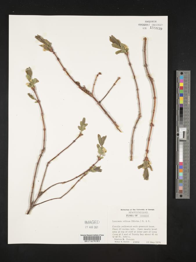 Lonicera villosa image