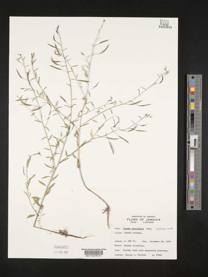 Physostemon procumbens subsp. procumbens image