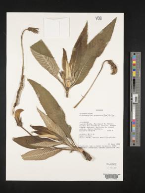 Siphocampylus giganteus image