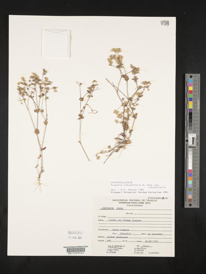 Drymaria rotundifolia image