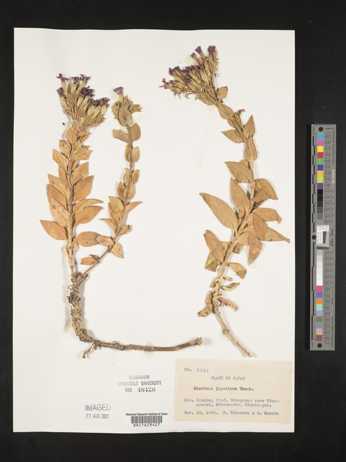 Dianthus japonicus image