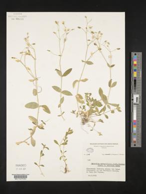 Cerastium subtriflorum image