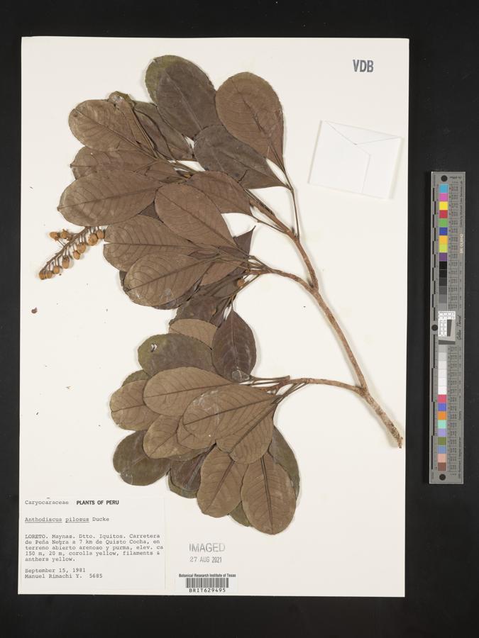 Anthodiscus pilosus image