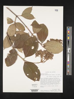 Image of Viburnum pichinchense