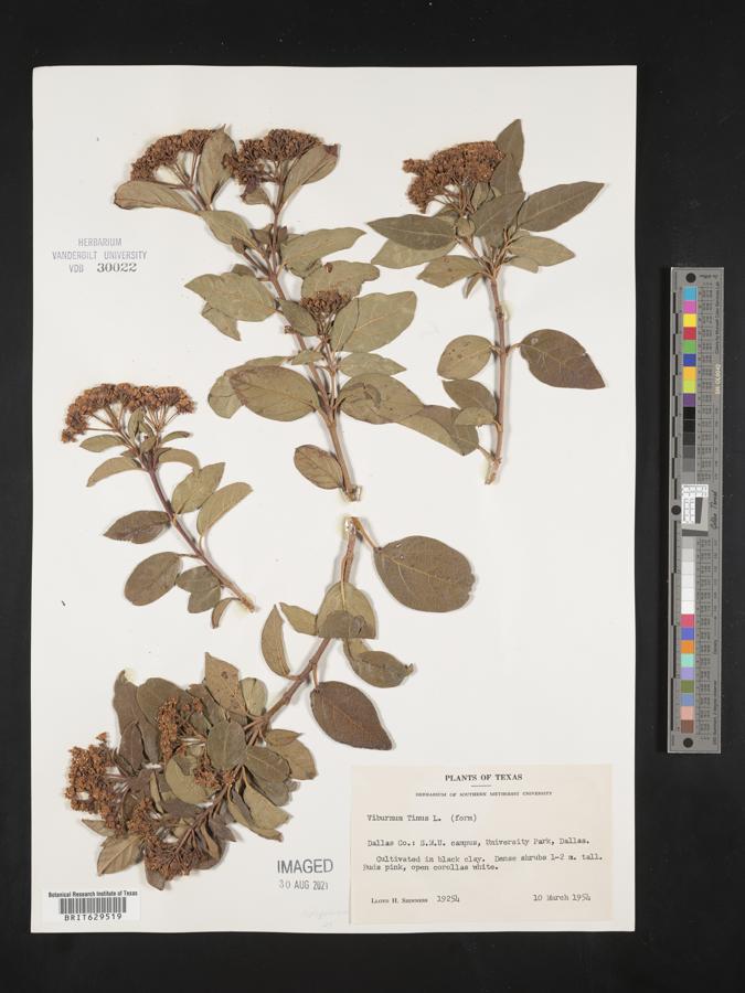 Viburnum tinus image