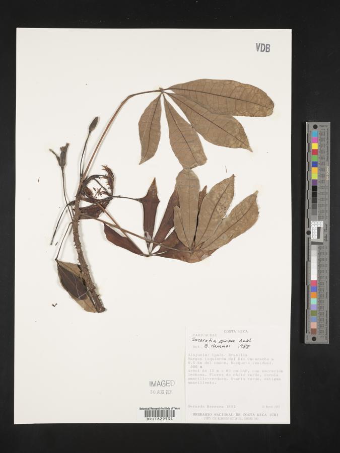Jacaratia spinosa image