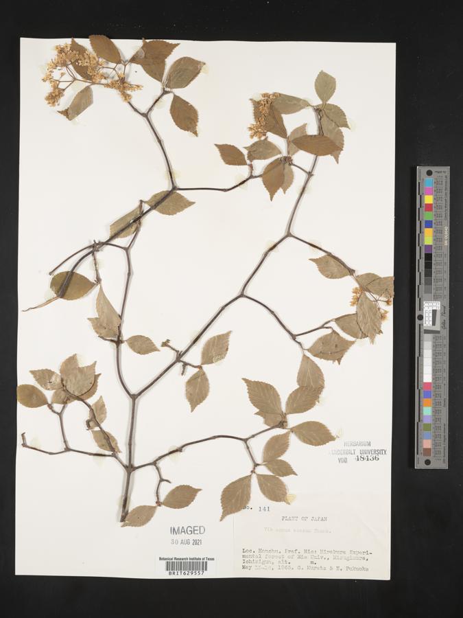 Viburnum erosum image