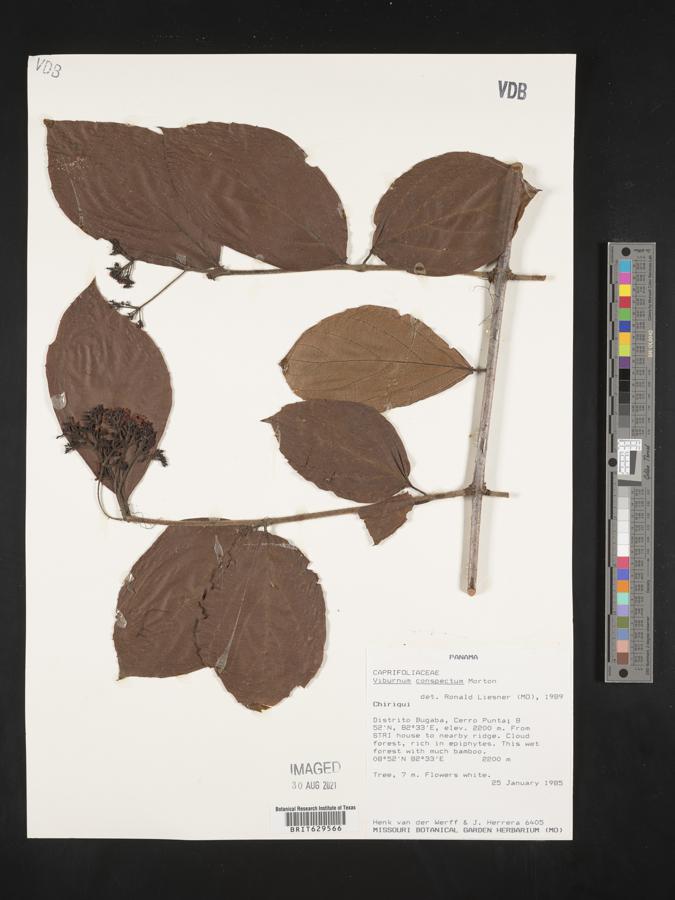 Viburnum costaricanum image