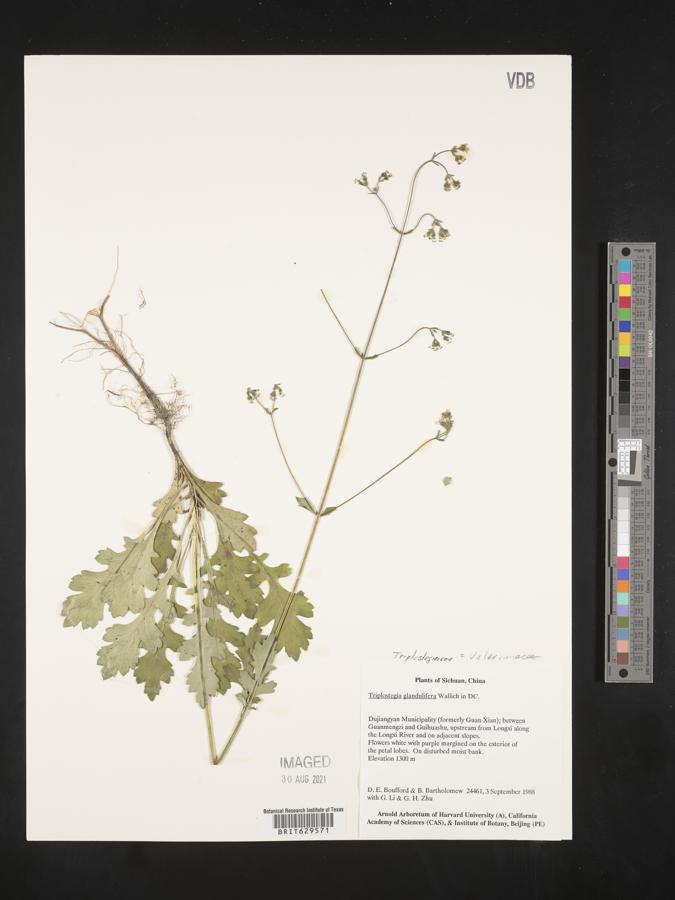 Triplostegia image