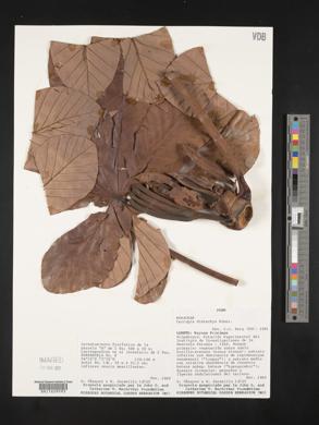 Cecropia distachya image