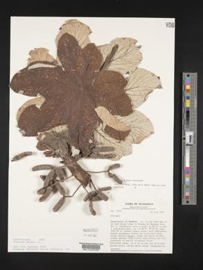 Cecropia peltata image