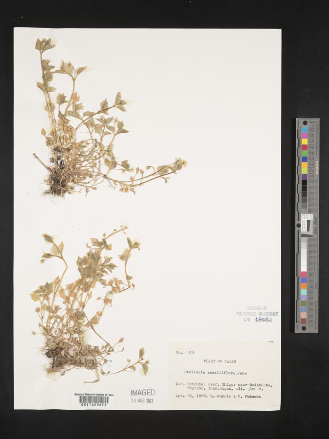 Stellaria sessiliflora image