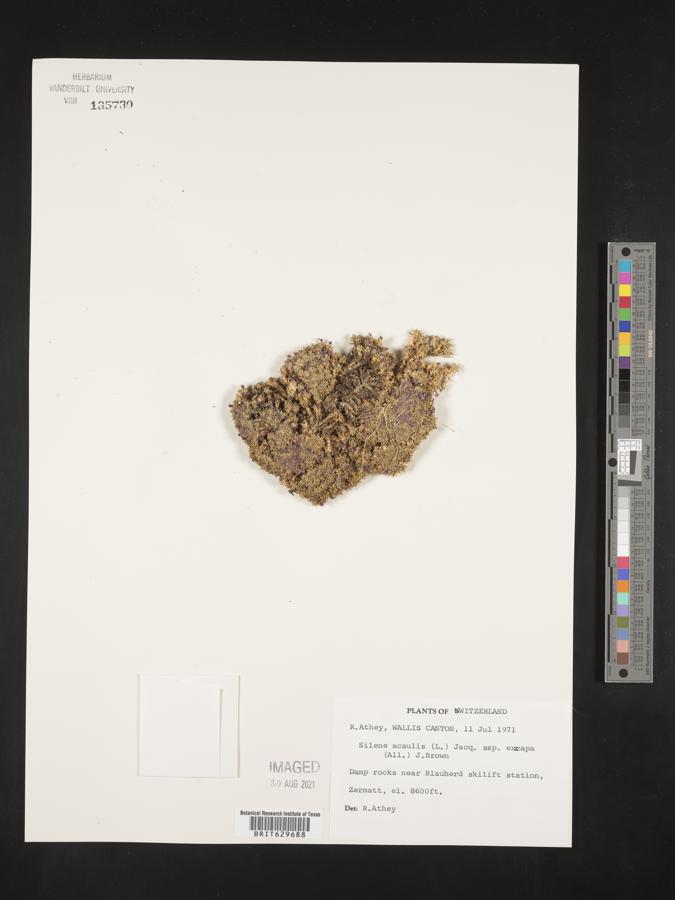 Silene acaulis subsp. exscapa image