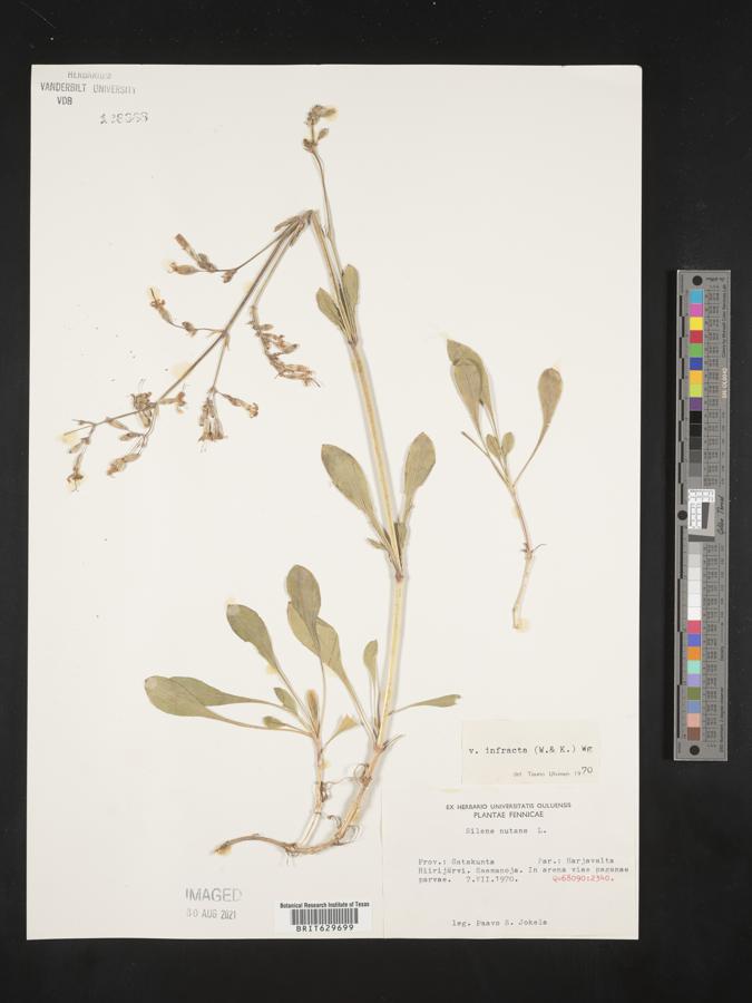 Silene infracta image