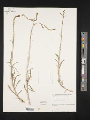 Silene paradoxa image