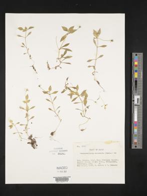 Pseudostellaria heterantha image