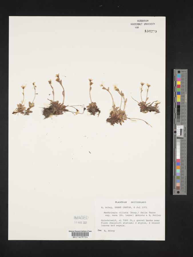 Moehringia ciliata image