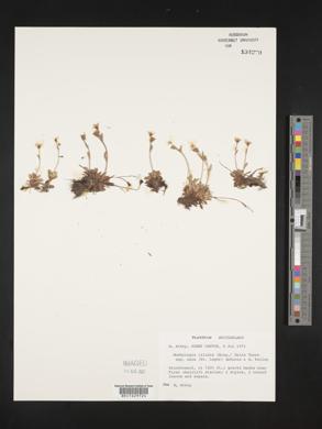 Moehringia ciliata image