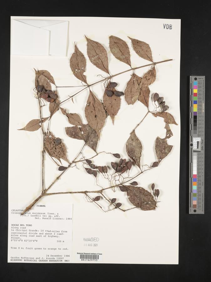 Crossopetalum parviflorum image