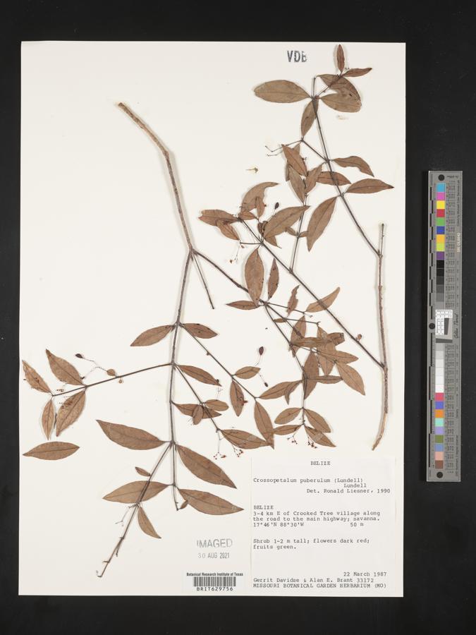 Crossopetalum filipes image