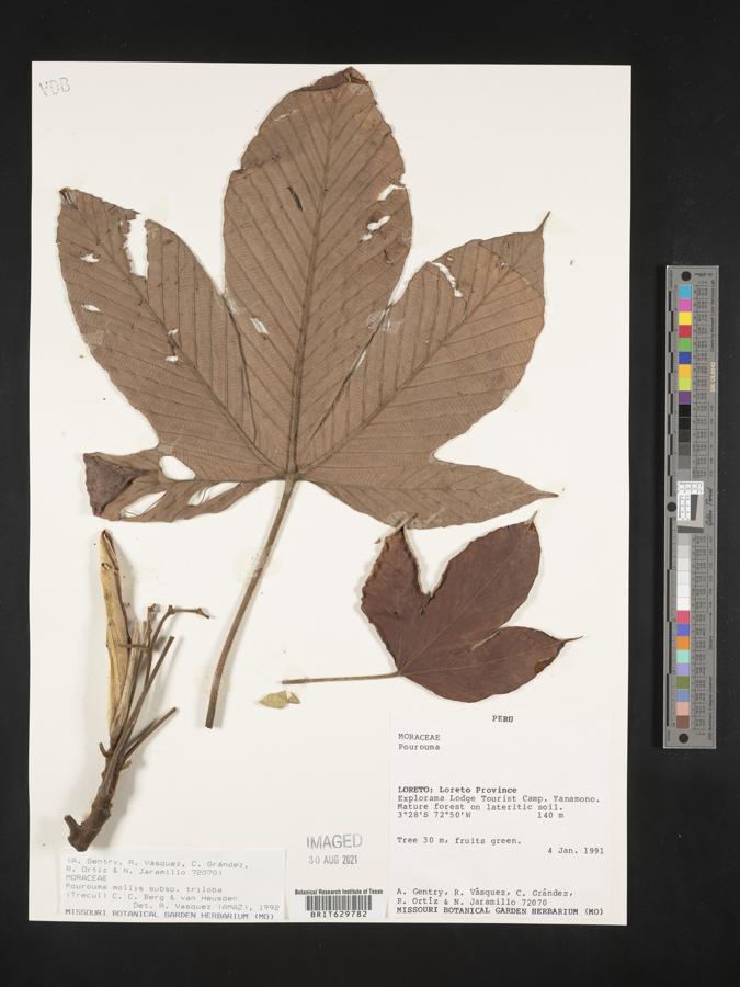 Pourouma mollis image