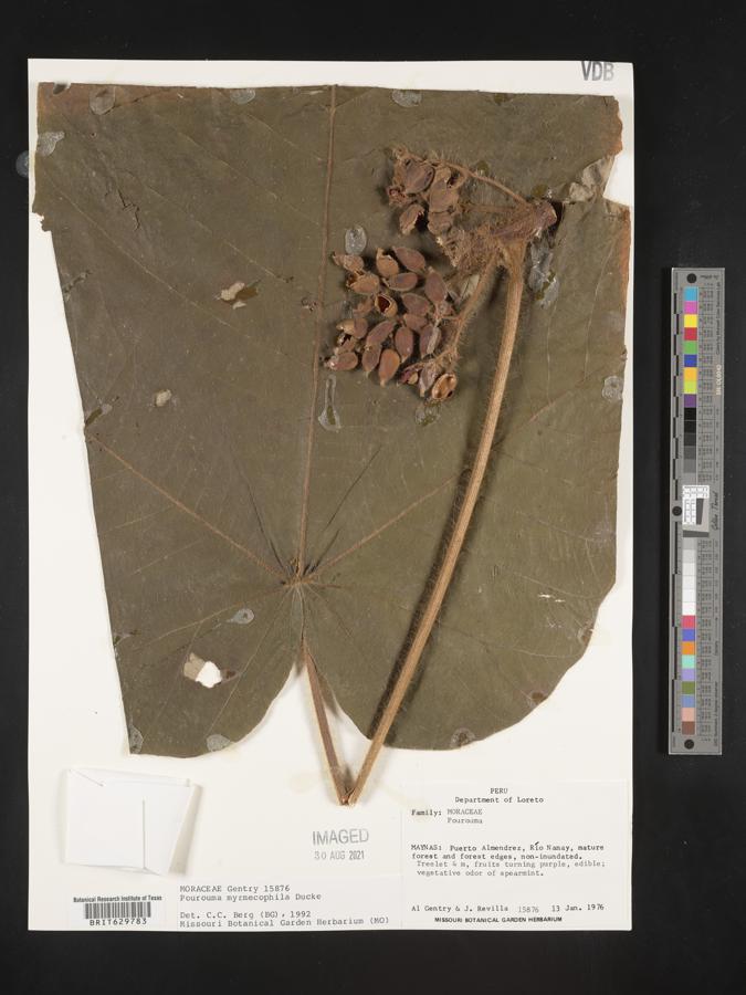 Pourouma myrmecophila image