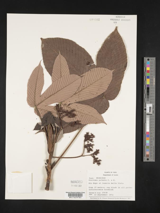 Pourouma guianensis subsp. guianensis image