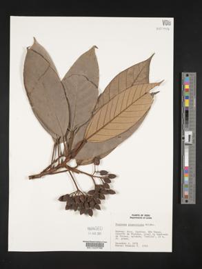 Pourouma phaeotricha image