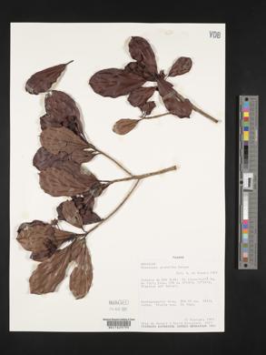 Media resource of Coussapoa glaberrima