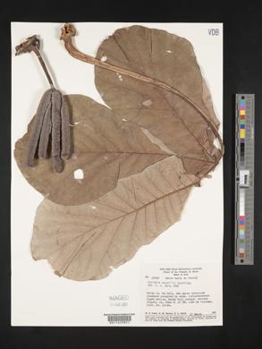 Cecropia saxatilis image