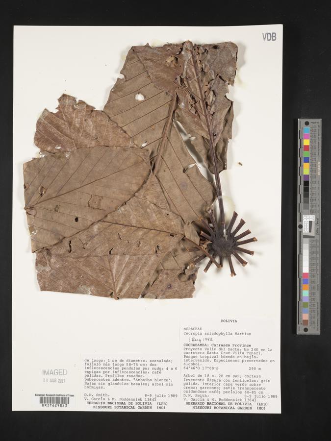 Cecropia sciadophylla image