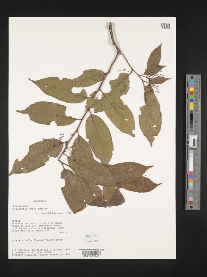 Perrottetia ovata image