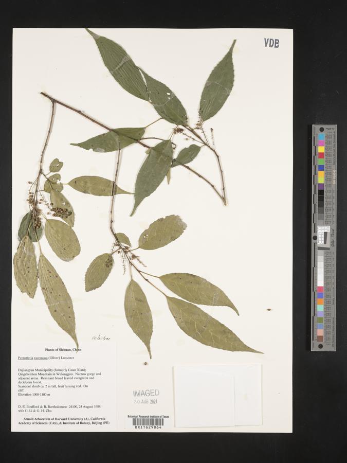 Perrottetia racemosa image