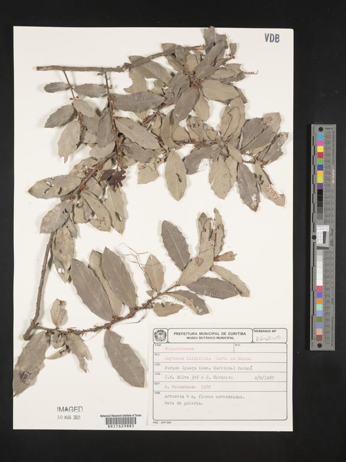 Maytenus ilicifolia image