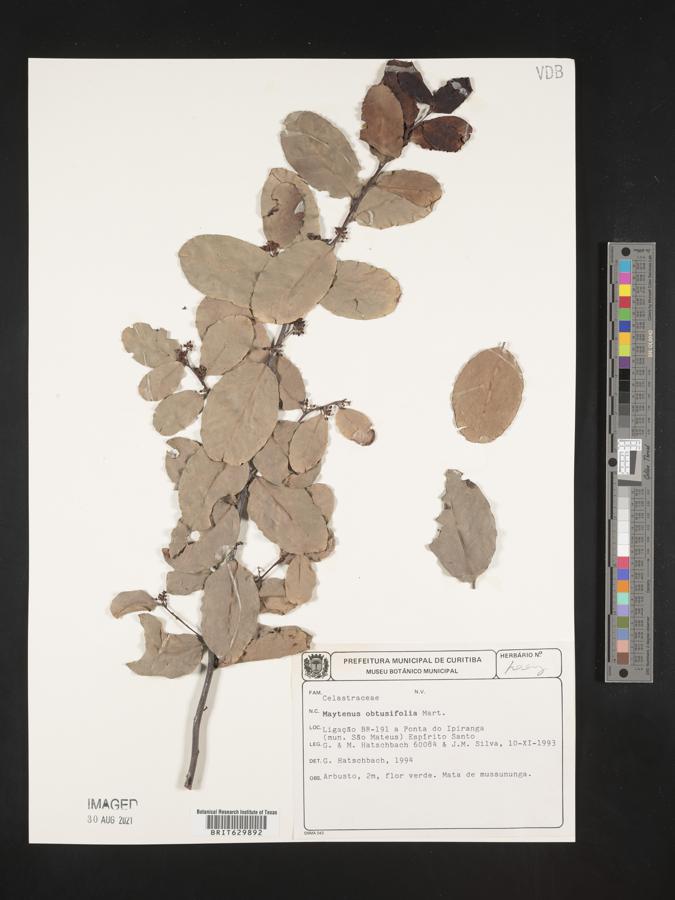 Maytenus obtusifolia image