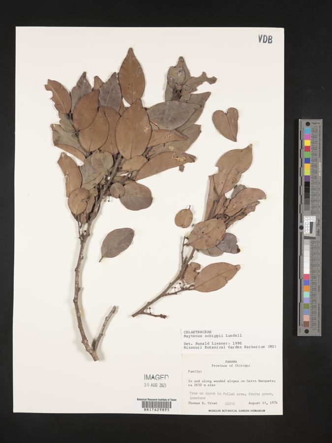 Maytenus schippii image