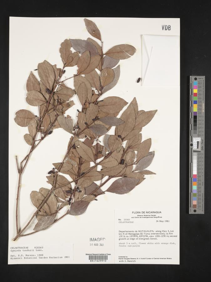 Gyminda tonduzii image