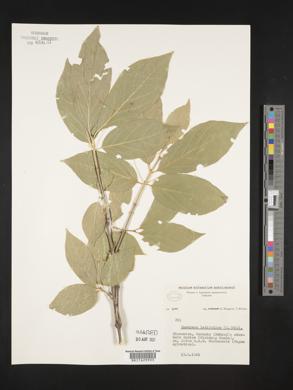 Euonymus latifolius image