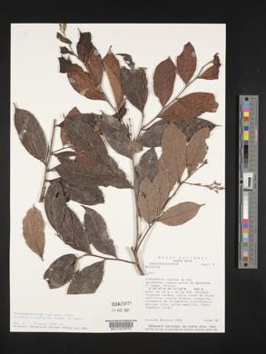 Hirtella triandra subsp. triandra image