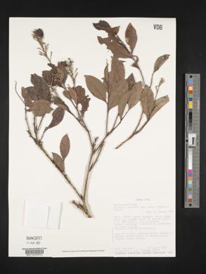 Hirtella triandra subsp. media image