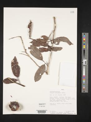Couepia williamsii image